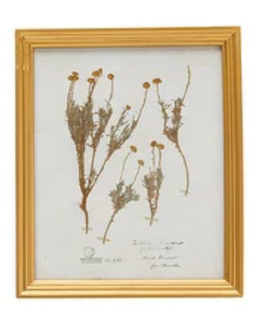 Botanical Print with Gold Finish Frame, 2 Styles