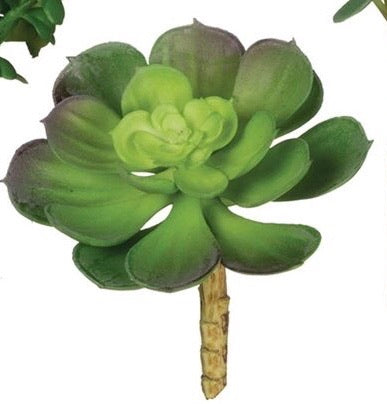 Large Succulent, Assorted Styles