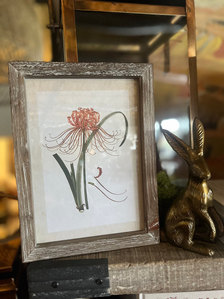 Framed Pink Spider Lily Print