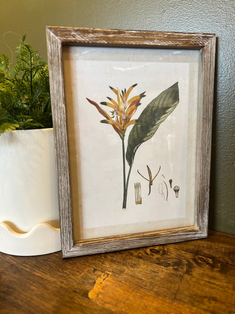 Yellow Parrot Heliconia Framed Print