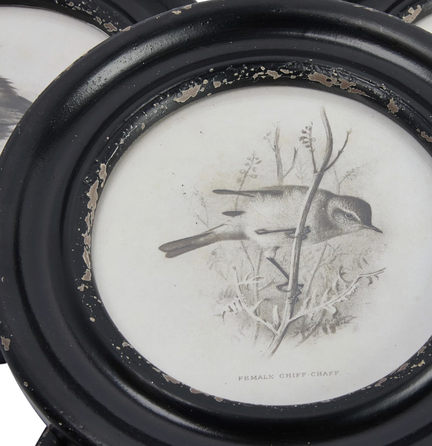 Framed Round Bird Print, Black & Ivory, 4 Styles
