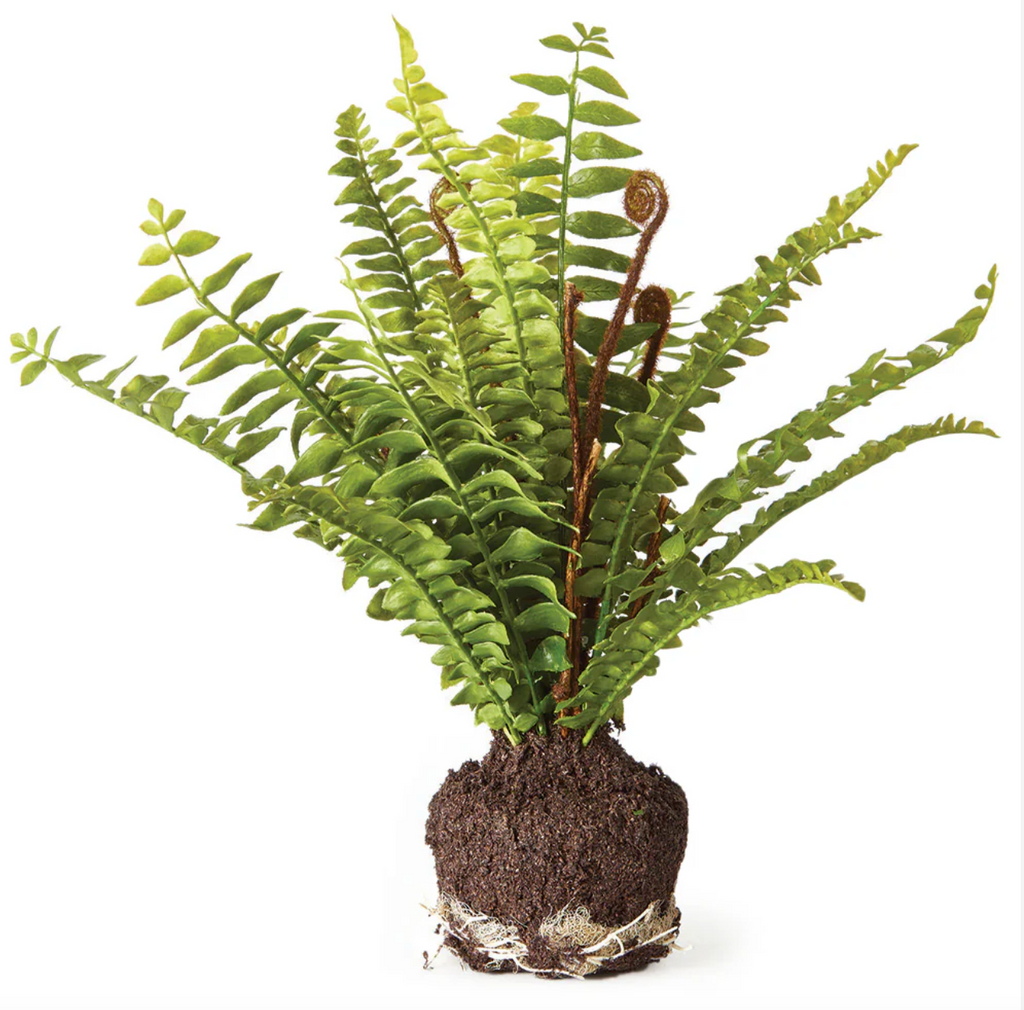 11" Boston Fern Drop In