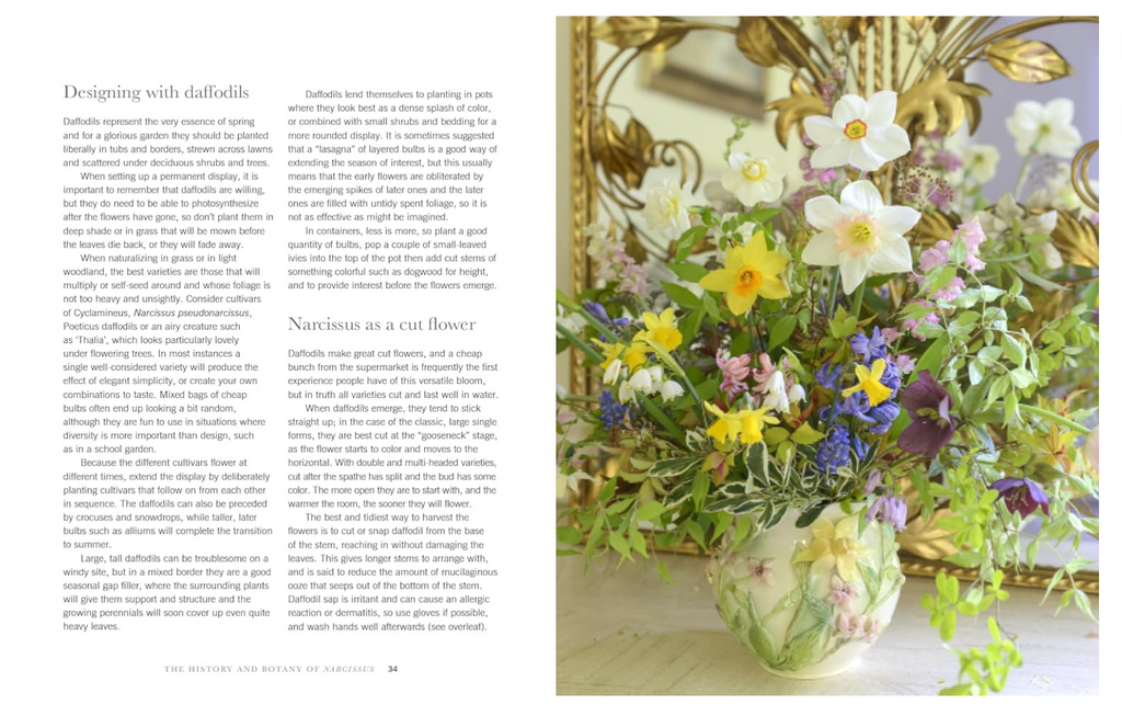 Daffodils Book