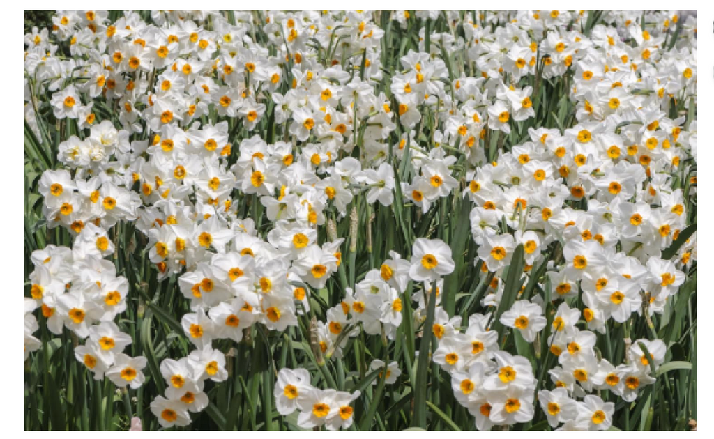 Daffodils Book