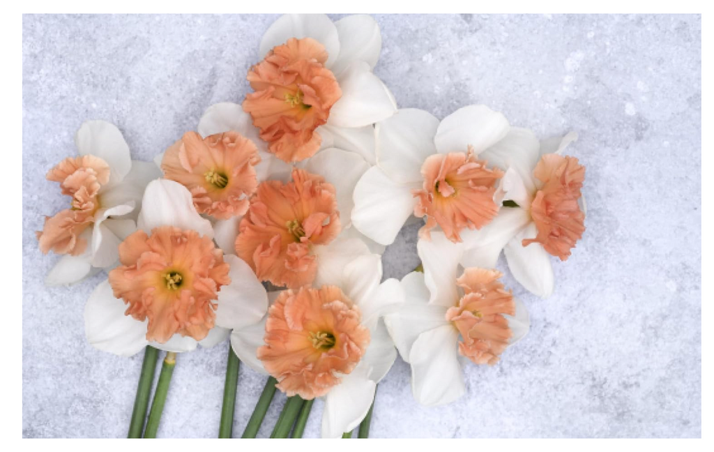 Daffodils Book