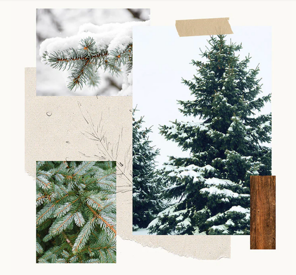 Thymes Frasier Fir Pine Needle Candle Set