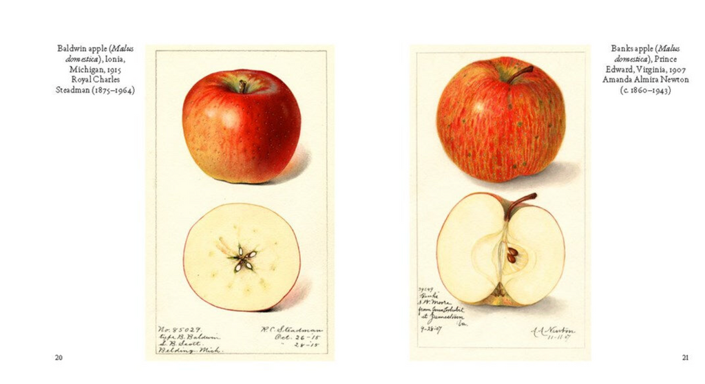 Fruit: From the USDA Pomological Watercolor Collection Tiny Folio Book