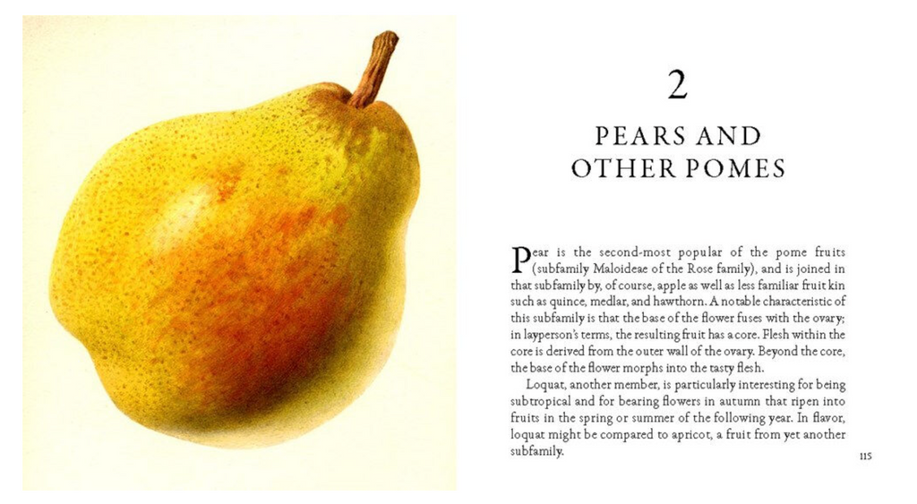 Fruit: From the USDA Pomological Watercolor Collection Tiny Folio Book