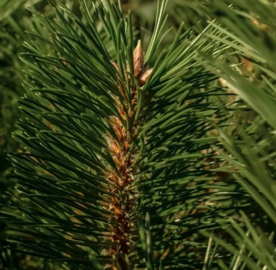 Pura + Aromatique Diffuser Refill, The Smell of Tree