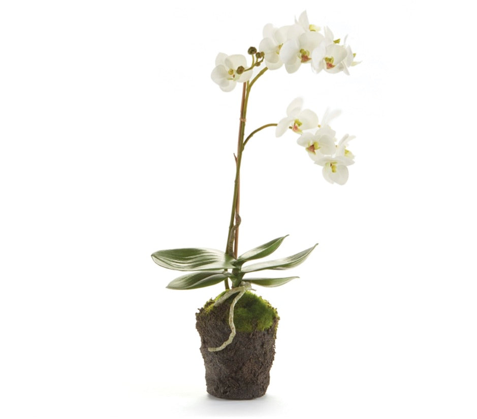 17" Phalaenopsis Orchid Drop In