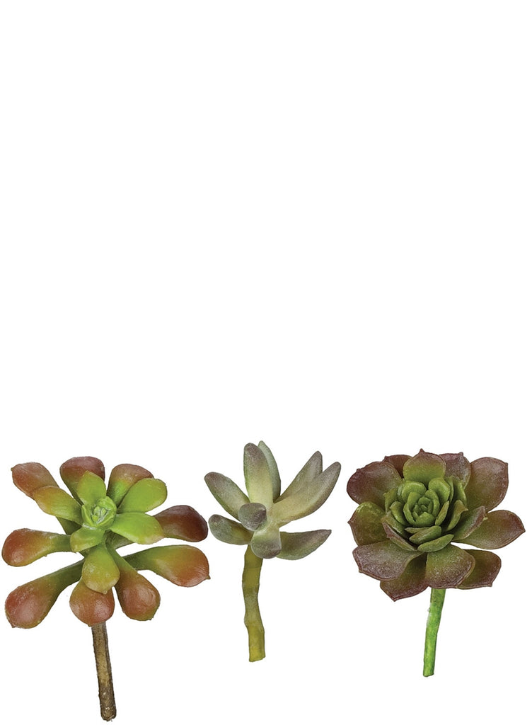 Small Succulent, Assorted Styles