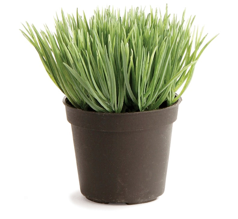 3-1/2" Mini Potted Grass